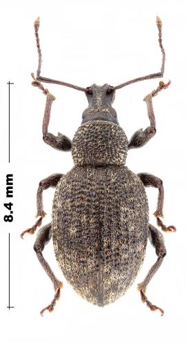 Otiorhynchus sp.